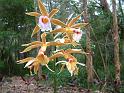 Phaius tankervilleae swamp orchid_2